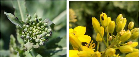 Рапичен Цветояд