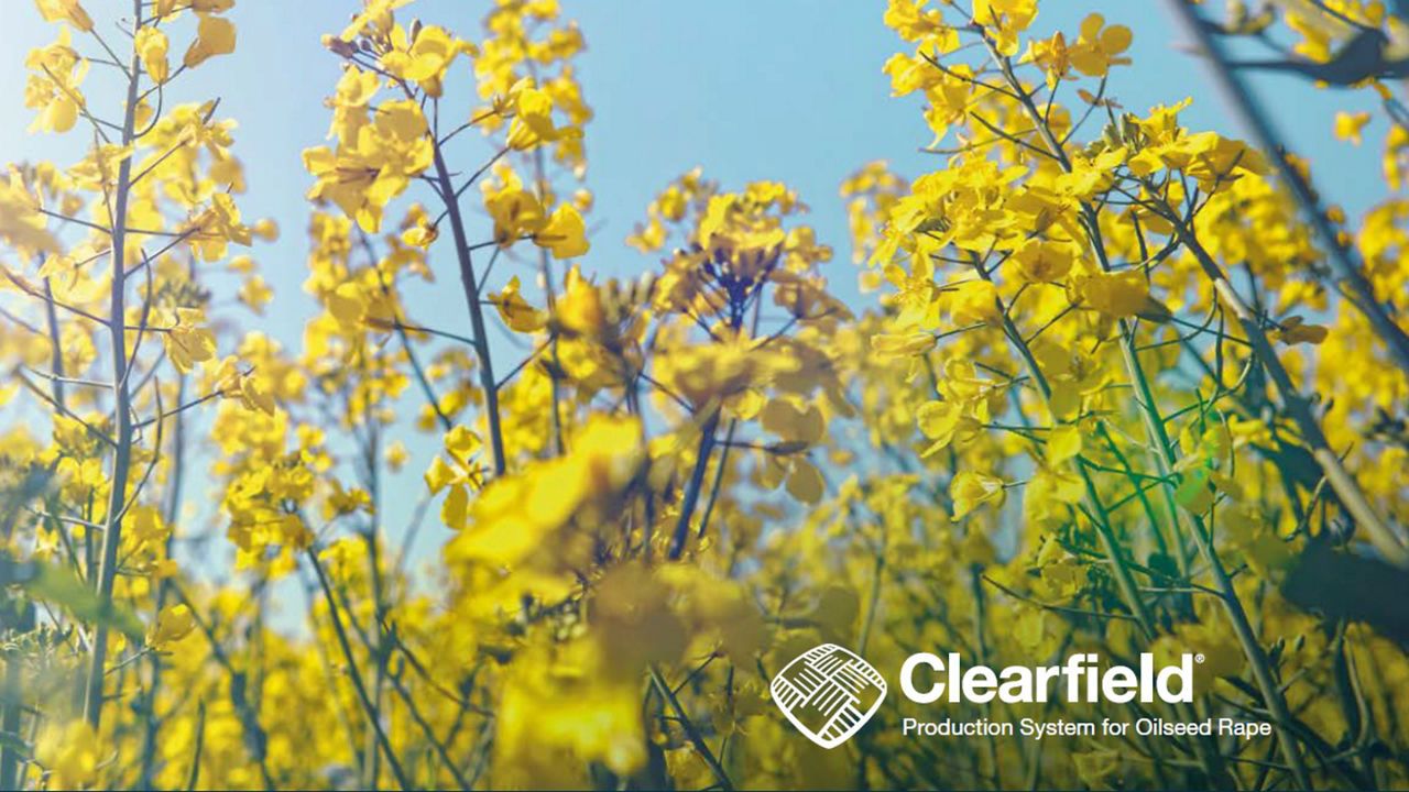 Clearfield Хибриди Рапица