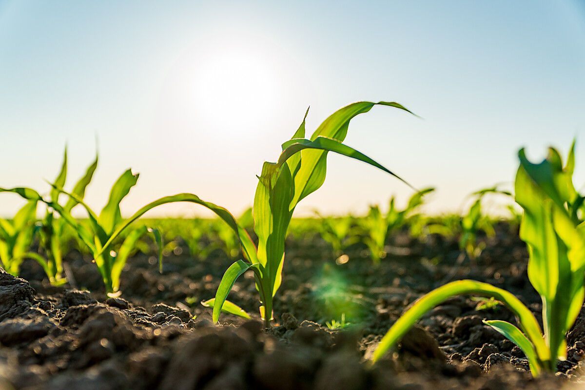 Технология за отглеждане на царевица