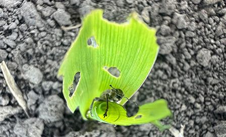 Сив царевичен хоботник (Tanymecus ditalicollis)