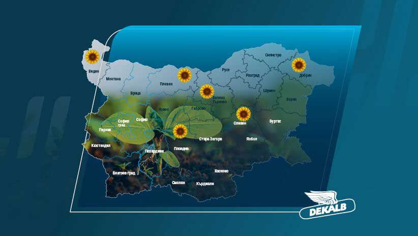 Добиви Слънчоглед DEKALB® 2025