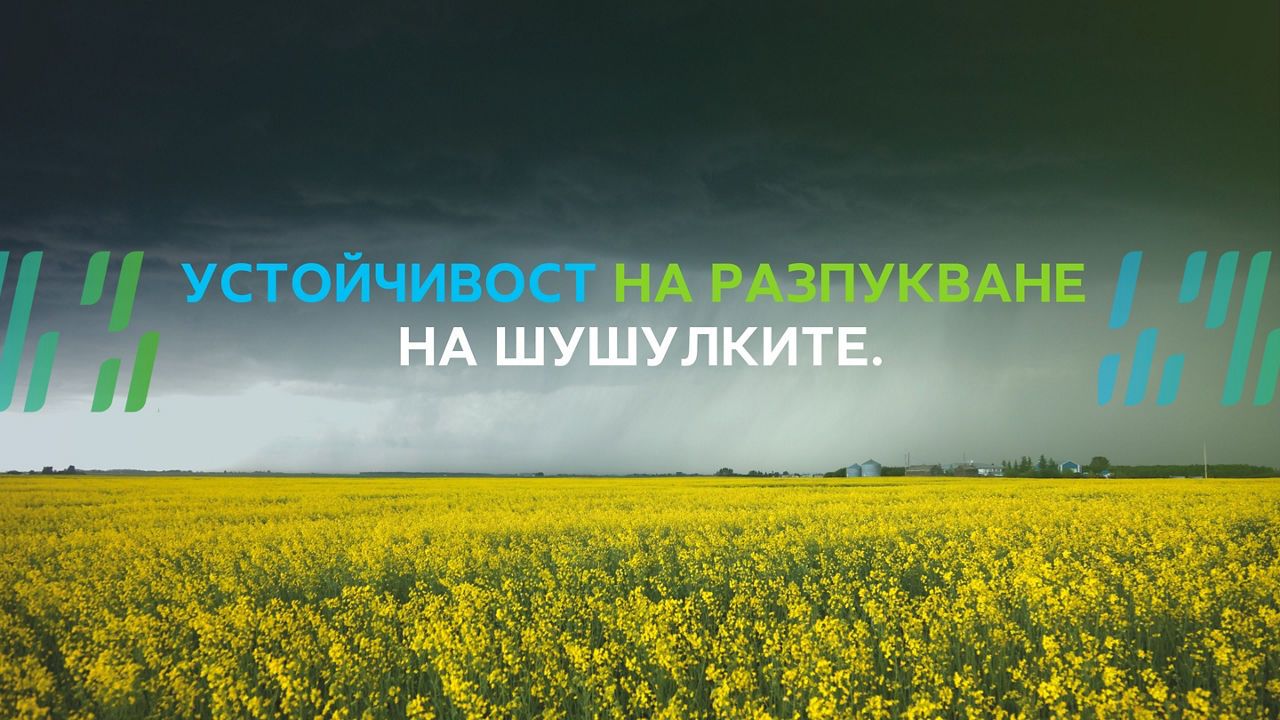 Устойчивост на разпукване на шушулките