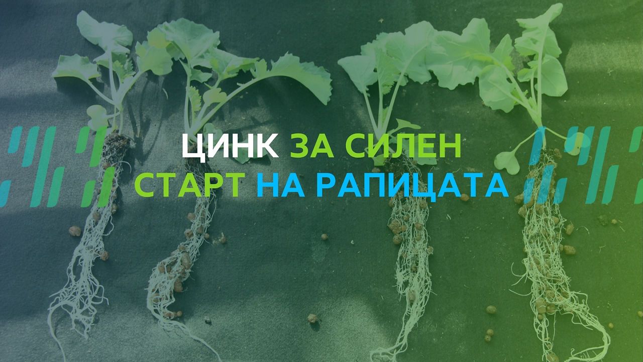 Цинк за силен старт на рапицата