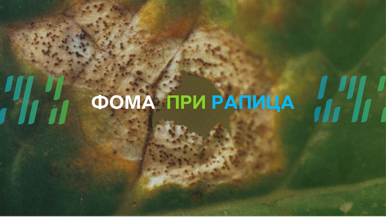 Фома при рапица