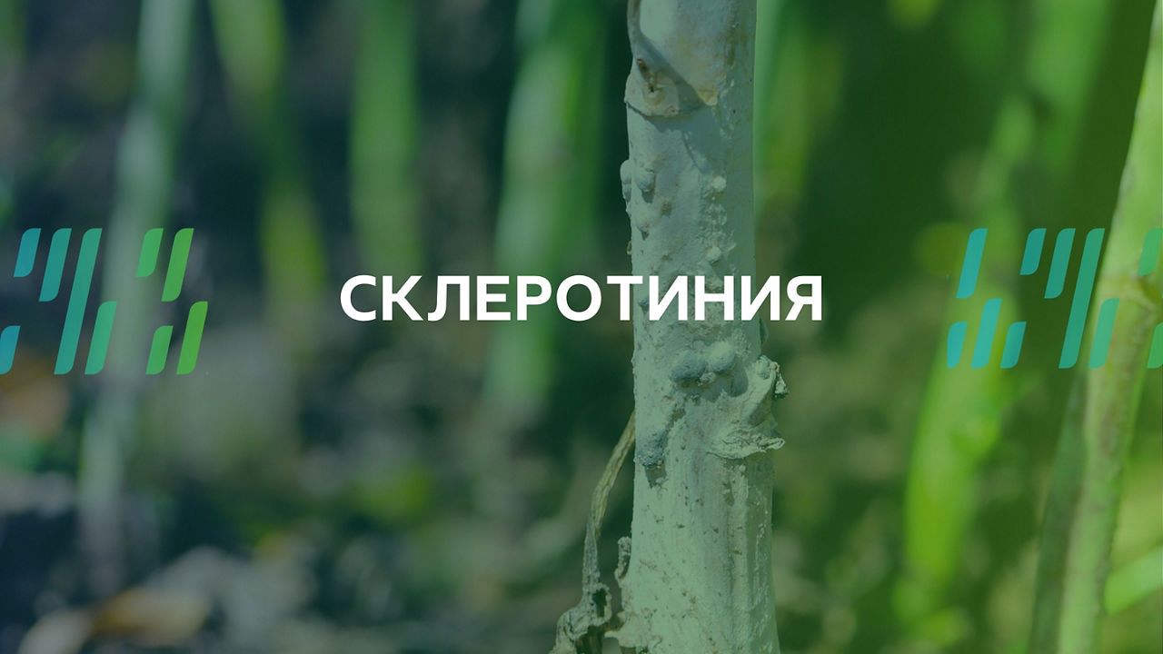 Склеротиния при рапица