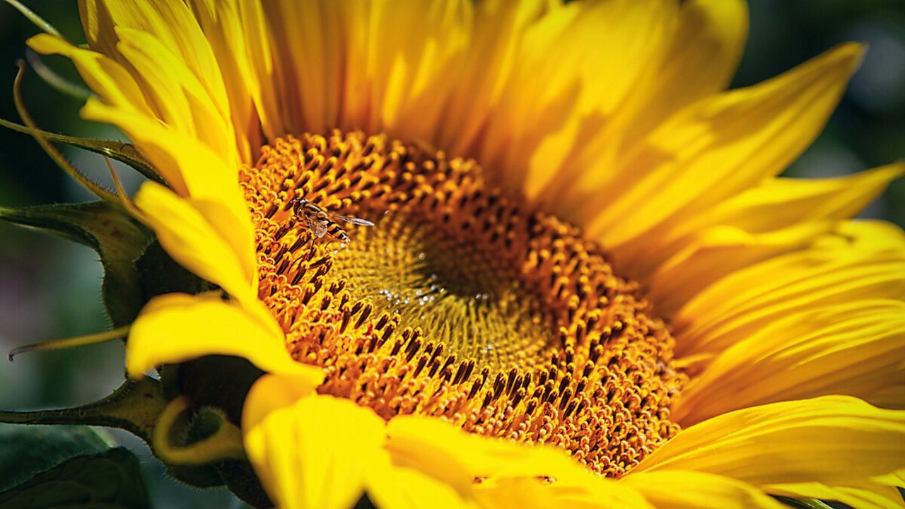 Clearfield Plus Хибриди Слънчоглед