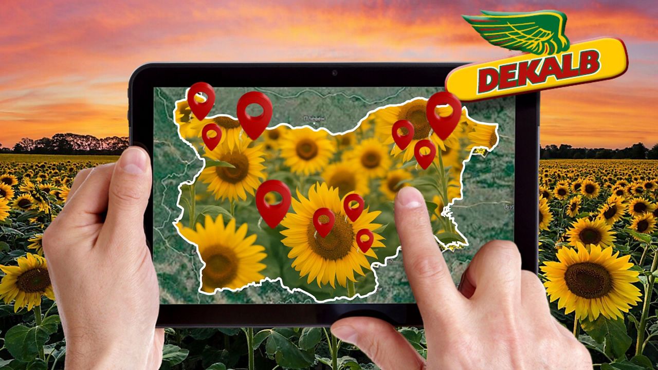 Добиви Слънчоглед DEKALB® 2024