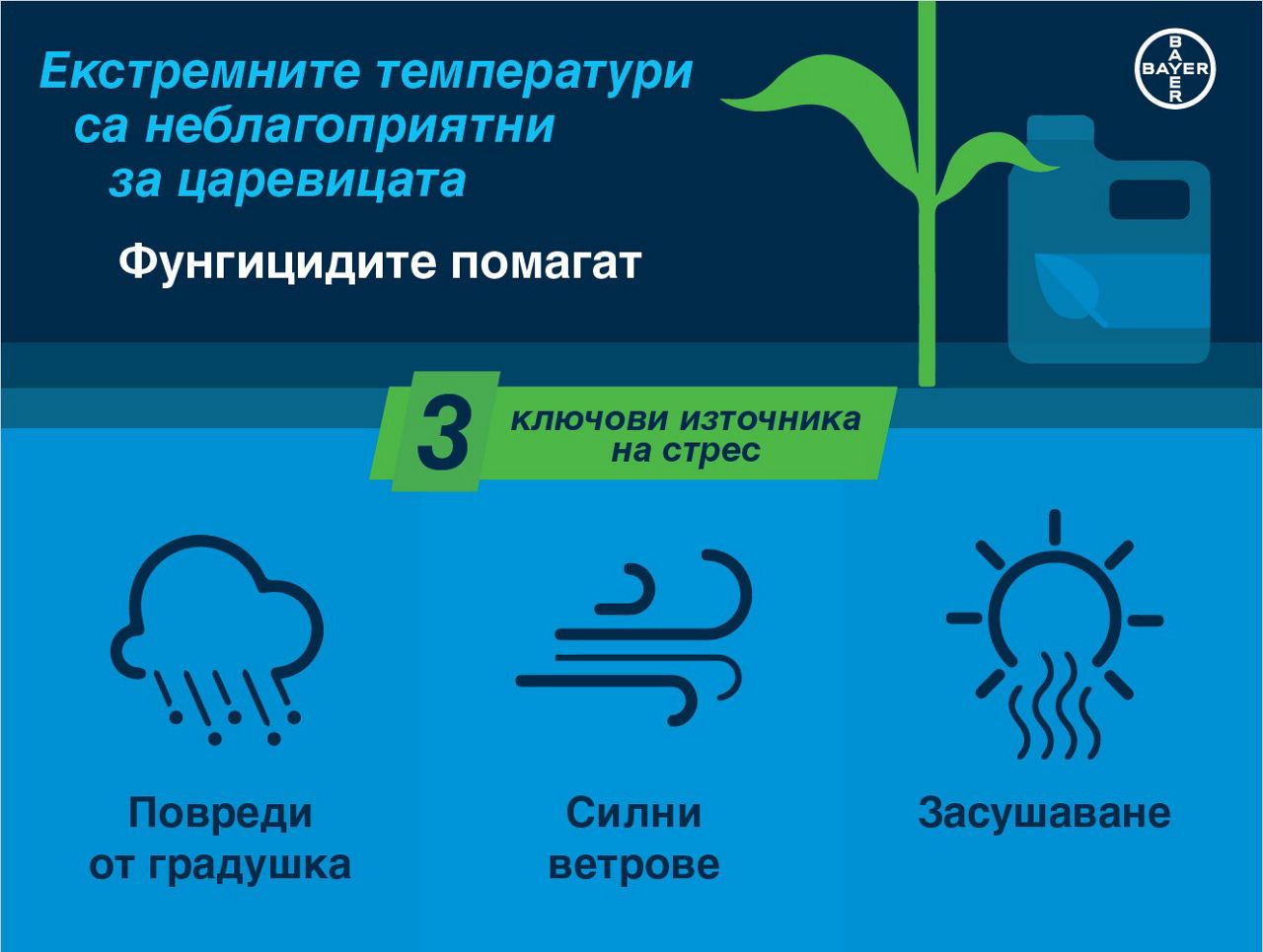 Ползи от приложение на фунгицид в царевица