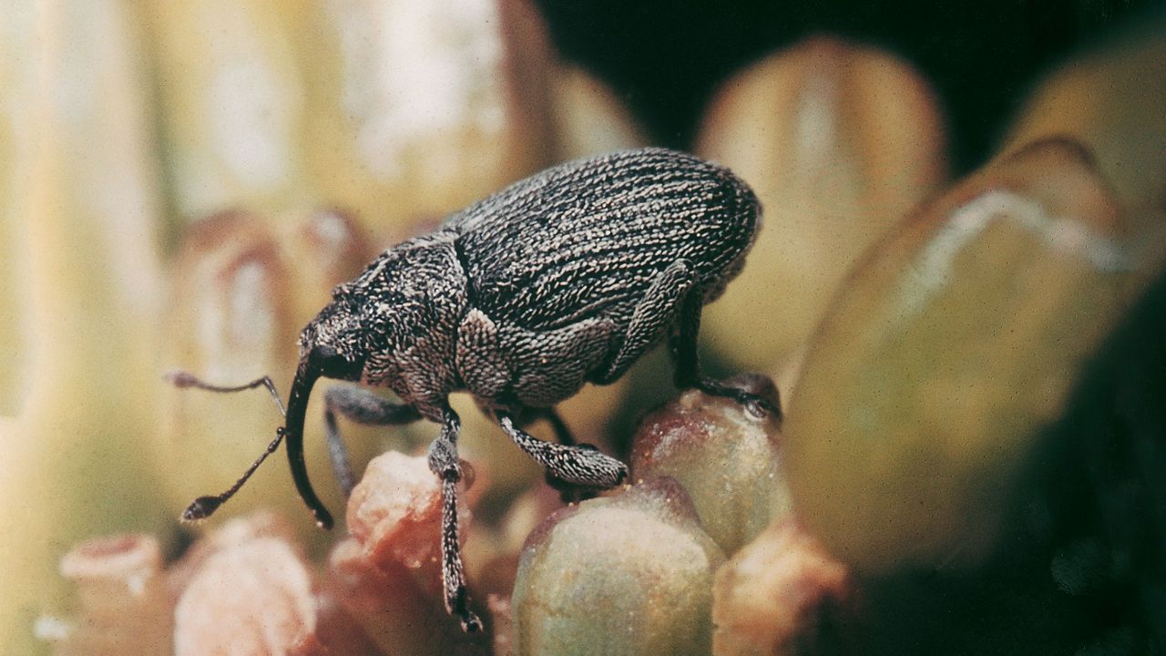 Рапичен скритохоботник