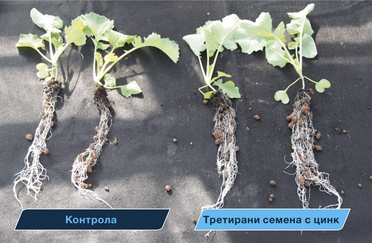 Цинк за силен старт на рапицата