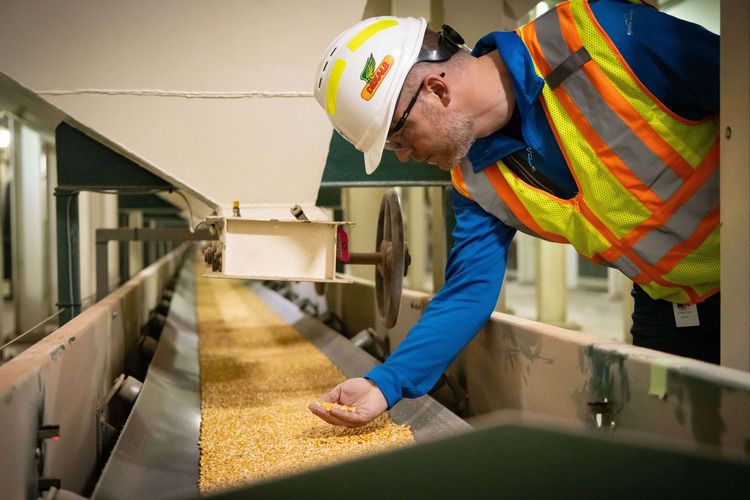 DEKALB® Семена: Безкомпромисният избор