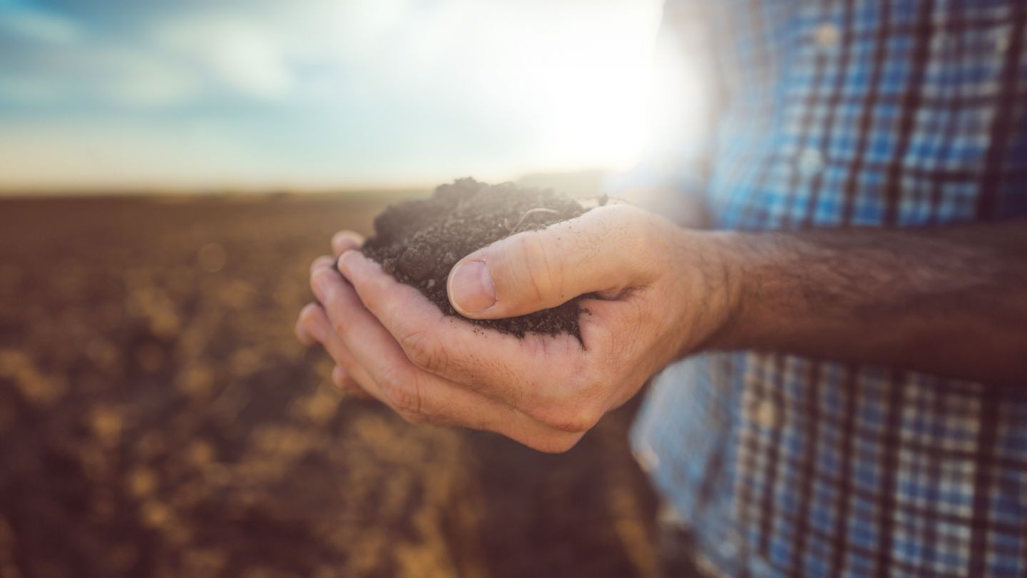 Торене на зимната маслодайна рапица
