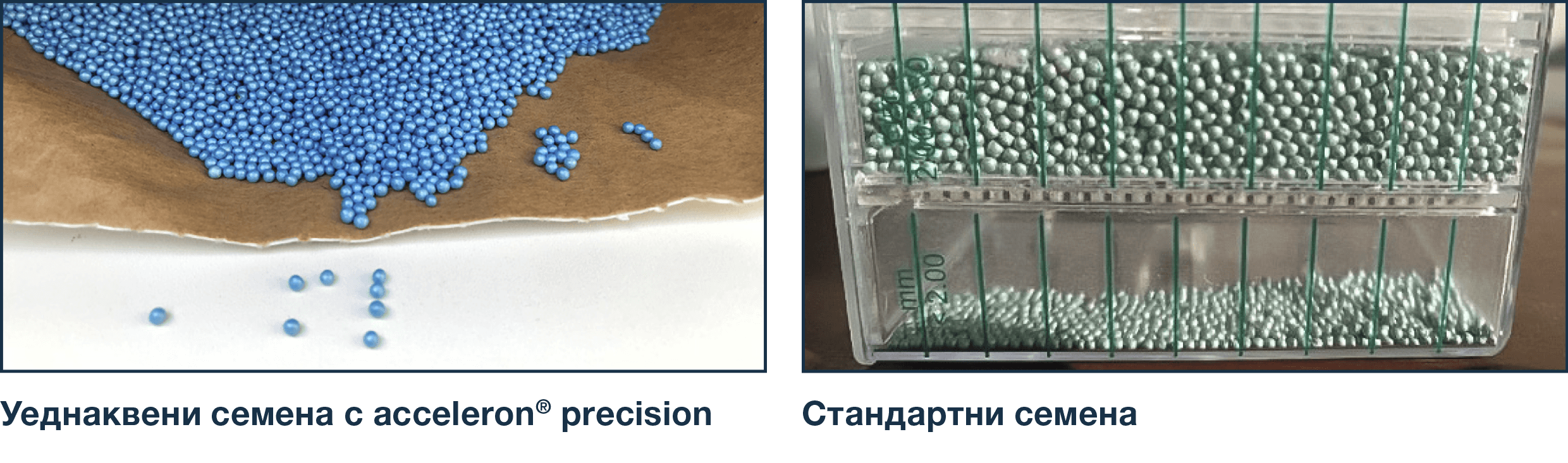 precizna-seitba-rapica